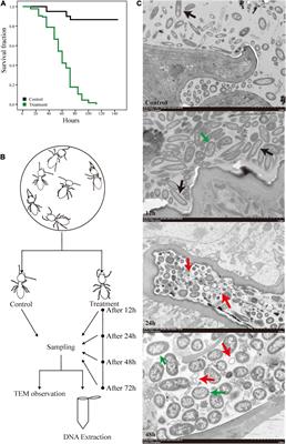 Microbial Response to Fungal Infection in a Fungus-Growing Termite, Odontotermes formosanus (Shiraki)